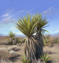 File:Mission sw yucca plants.png